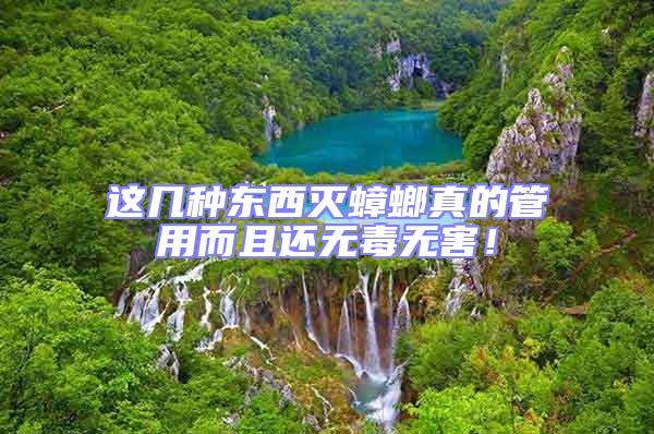 這幾種東西滅蟑螂真的管用而且還無毒無害!