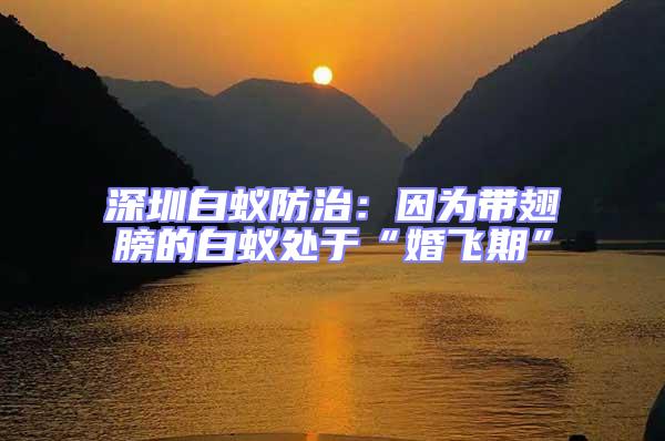 深圳白蟻防治:因為帶翅膀的白蟻處于“婚飛期”