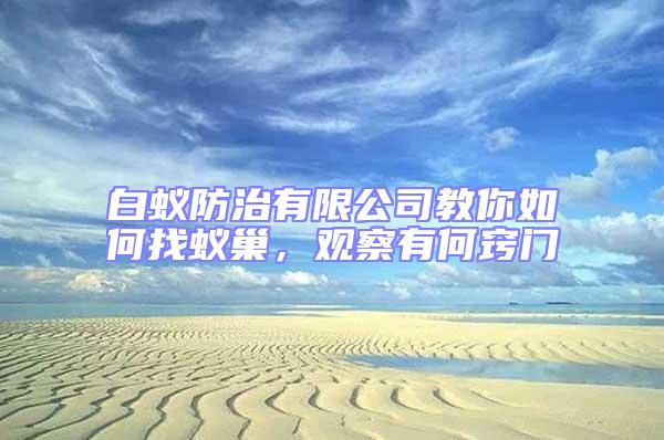 白蟻防治有限公司教你如何找蟻巢，觀察有何竅門