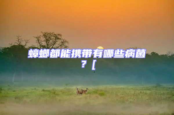 蟑螂都能攜帶有哪些病菌?[
