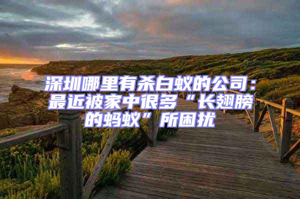 深圳哪里有殺白蟻的公司:最近被家中很多“長翅膀的螞蟻”所困擾