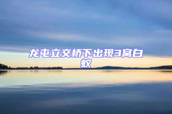 龍屯立交橋下出現(xiàn)3窩白蟻