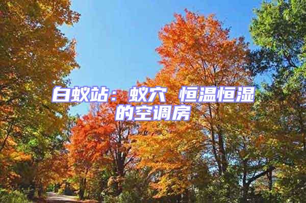 白蟻站:蟻穴 恒溫恒濕的空調(diào)房
