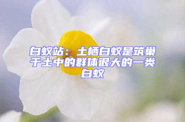 白蟻站:土棲白蟻是筑巢于土中的群體很大的一類白蟻