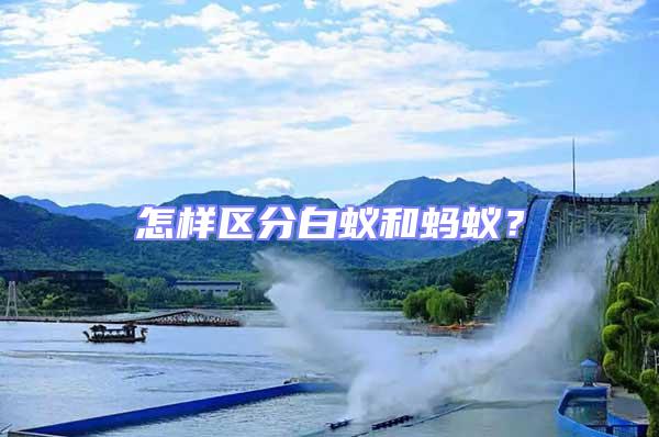 怎樣區分白蟻和螞蟻?