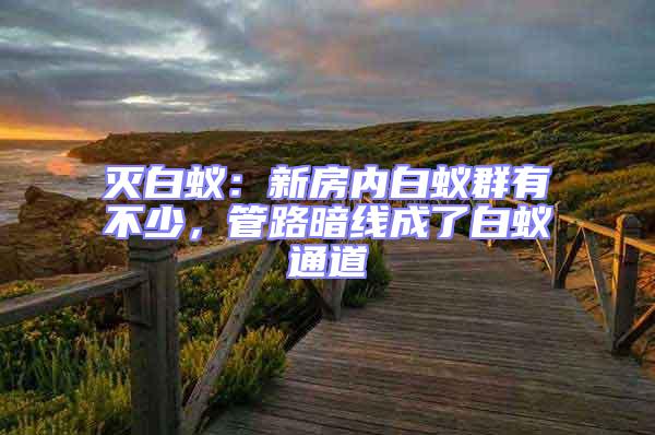 滅白蟻:新房內白蟻群有不少,管路暗線成了白蟻通道