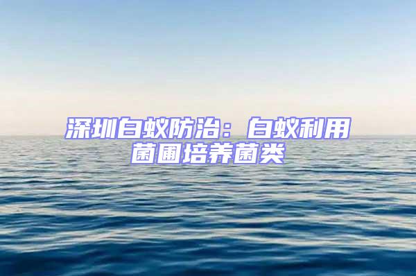 深圳白蟻防治:白蟻利用菌圃培養(yǎng)菌類