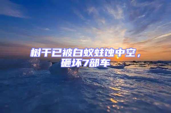樹干已被白蟻蛀蝕中空,砸壞7部車