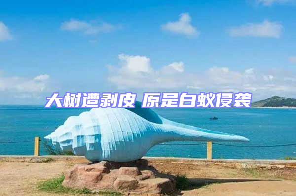 大樹遭剝皮 原是白蟻侵襲