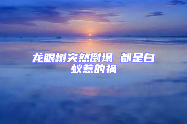 龍眼樹突然倒塌 都是白蟻惹的禍