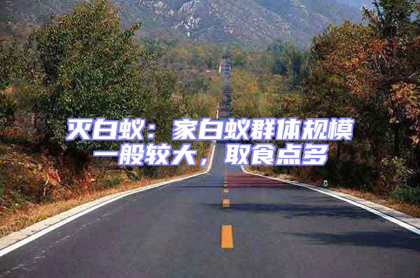滅白蟻：家白蟻群體規模一般較大，取食點多