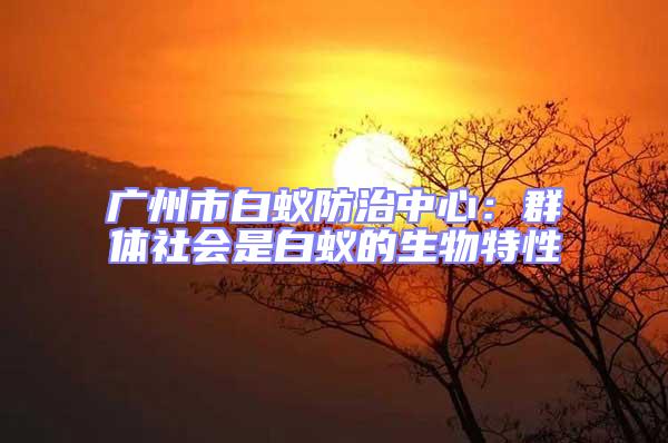 廣州市白蟻防治中心:群體社會是白蟻的生物特性