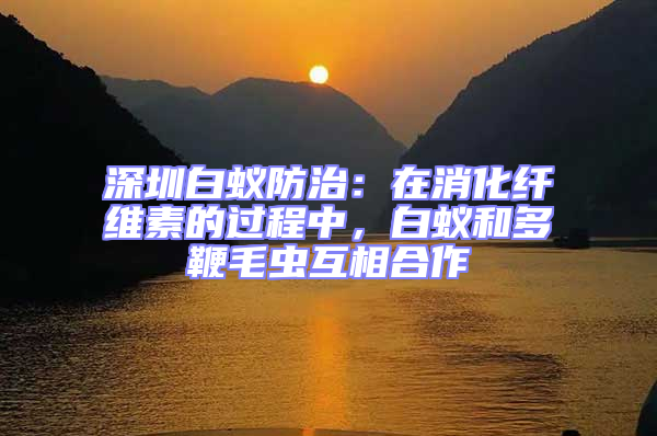 深圳白蟻防治:在消化纖維素的過程中,白蟻和多鞭毛蟲互相合作