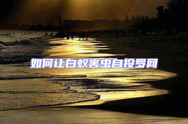 如何讓白蟻害蟲自投羅網(wǎng)