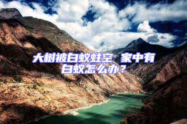 大樹被白蟻蛀空 家中有白蟻怎么辦？