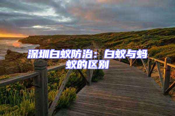 深圳白蟻防治:白蟻與螞蟻的區(qū)別
