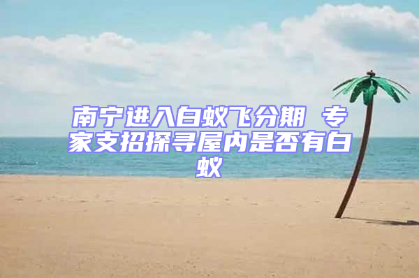 南寧進入白蟻飛分期 專家支招探尋屋內是否有白蟻