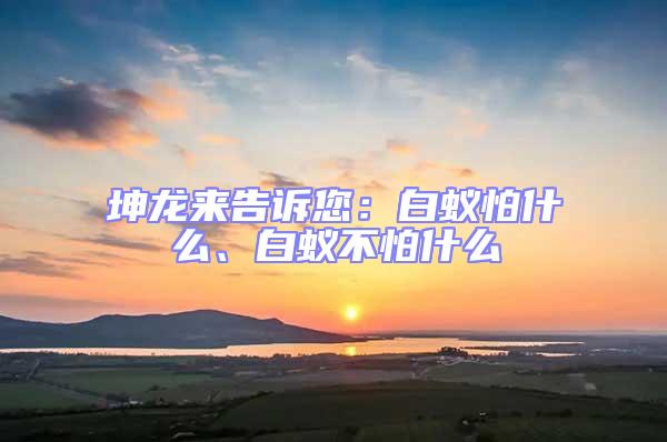 坤龍來告訴您:白蟻怕什么、白蟻不怕什么