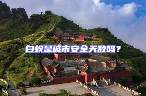 白蟻是城市安全天敵嗎?