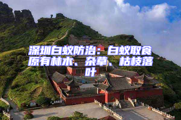 深圳白蟻防治：白蟻取食原有林木、雜草、枯枝落葉