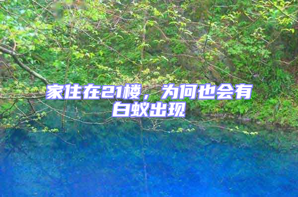 家住在21樓,為何也會有白蟻出現