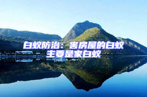 白蟻防治:害房屋的白蟻主要是家白蟻