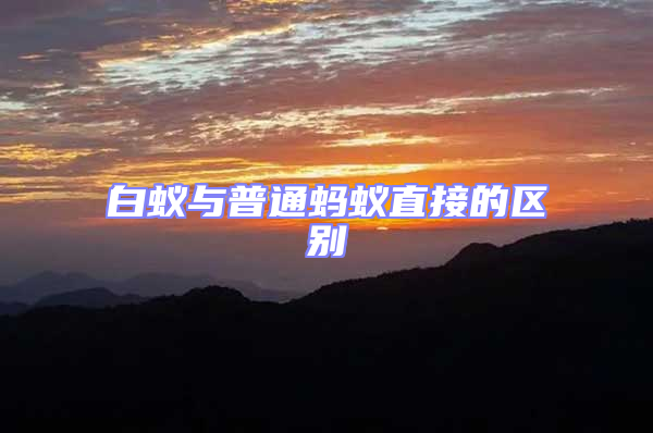 白蟻與普通螞蟻直接的區(qū)別