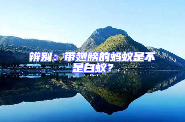 辨別:帶翅膀的螞蟻是不是白蟻?