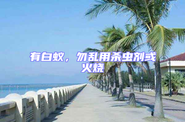 有白蟻,勿亂用殺蟲劑或火燒