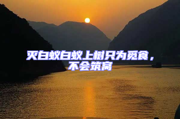 滅白蟻白蟻上樹只為覓食,不會筑窩
