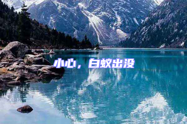小心,白蟻出沒