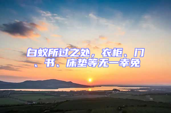 白蟻所過之處,衣柜、門、書、床墊等無一幸免
