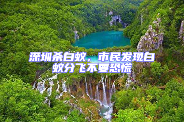 深圳殺白蟻，市民發現白蟻分飛不要恐慌