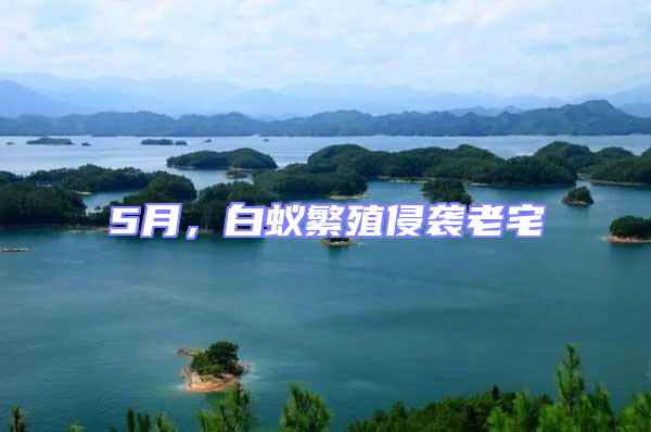 5月,白蟻繁殖侵襲老宅