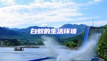 白蟻的生活環(huán)境