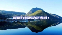 深圳白蟻防治正當時!