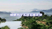蟑螂為什么這么難滅絕
