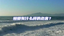 蟑螂有什么樣的危害?
