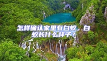 怎樣確認家里有白蟻,白蟻長什么樣子?