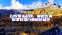 白蟻巢不好找,那是因為你不知道白蟻巢的特征