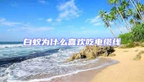 白蟻為什么喜歡吃電纜線