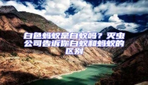白色螞蟻是白蟻嗎?滅蟲公司告訴你白蟻和螞蟻的區別
