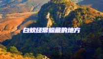 白蟻經常躲藏的地方