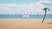 臭蟲與一種寄生細菌互利共生