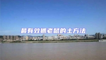 最有效抓老鼠的土方法