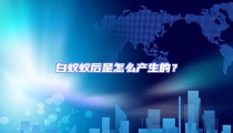 白蟻蟻后是怎么產生的?