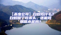 【殺蟲公司】白蟻吃什么？白蟻除了吃木頭，還能吃鋼筋水泥嗎？