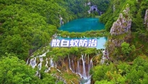 散白蟻防治