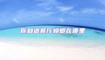 你知道餐廳蟑螂在哪里