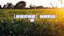【深圳滅蟑螂】蟑螂的危害